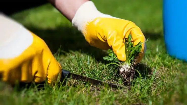 What are the Tips for Weed Control in Your Garden