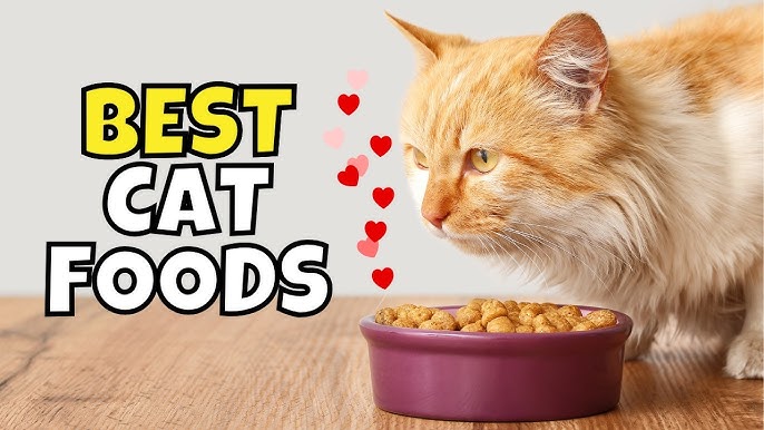 High-Quality Cat Foods: What to Look for and Top Brands to Consider