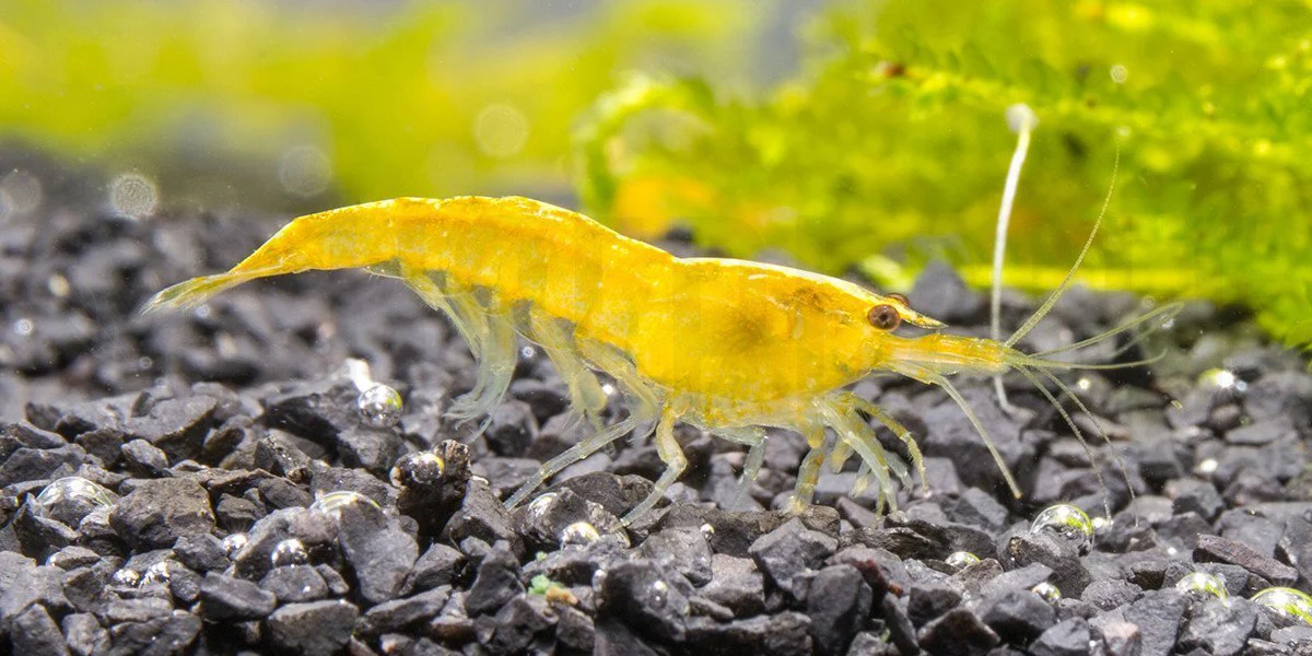 Yellow Cherry Shrimp